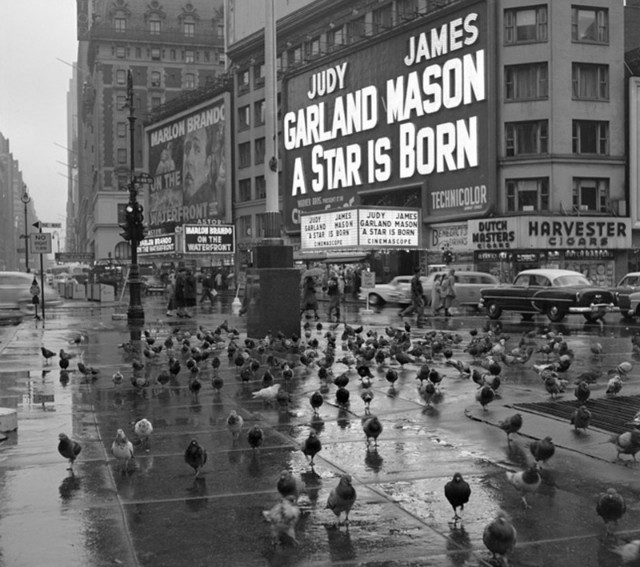 Times Square with pigeons 1054.jpg