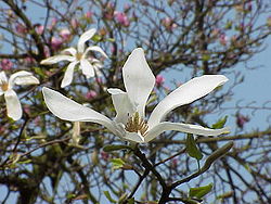 250px-Magnolia_kobus_borealis2.jpg