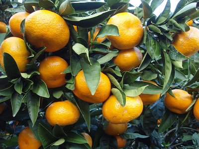 800px-Citrus_unshiu_20101127_c.jpg